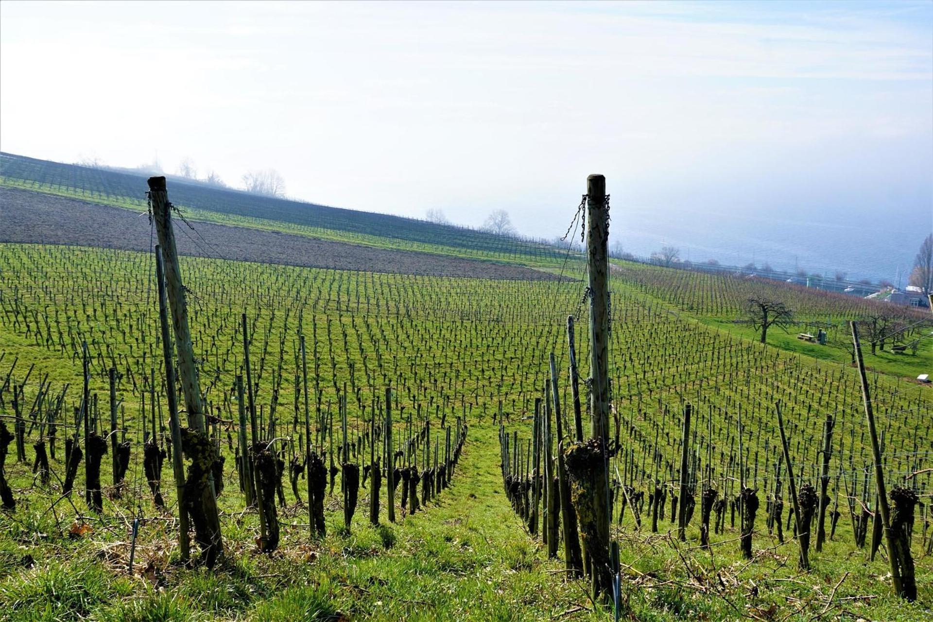 Ferienhof Dreher Meersburg Esterno foto